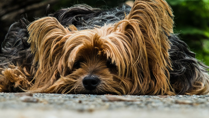 Air, Nutrisi Penting bagi Anjing