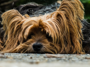 Air, Nutrisi Penting bagi Anjing