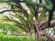 Jawatan Benculuk, Wisata Instagramable ala Hutan 'Alice in Wonderland' di Banyuwangi