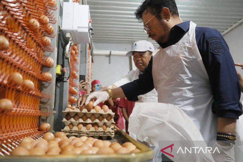 Mentan Pastikan Ketersedian Telur Ayam Terpenuhi Jelang Lebaran