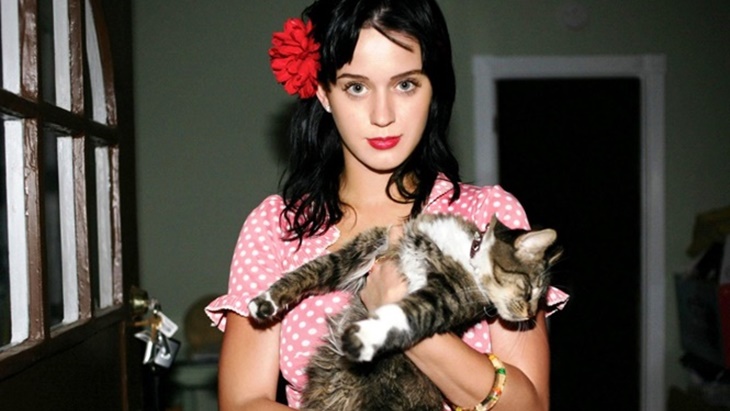 Memanjakan Kucing Justru Membuatnya Stres