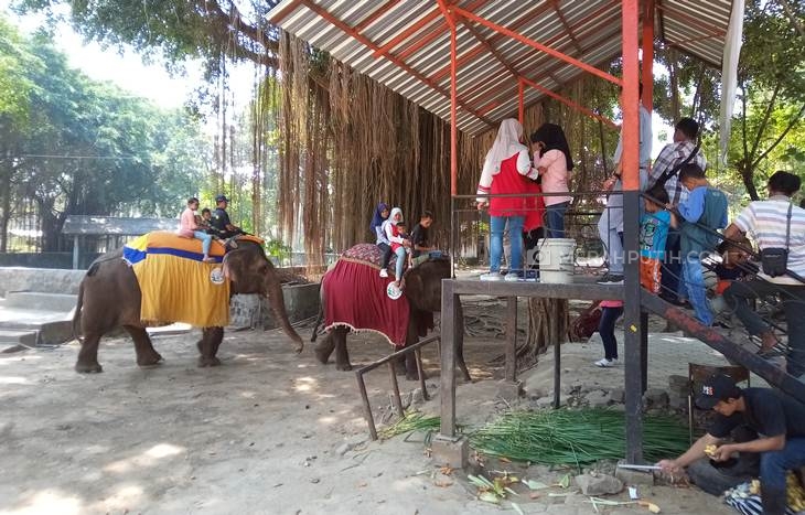 Solo Zoo Galang Donasi untuk Beli Pakan Hewan Terancam Kelaparan, 17 Ribu Tiket Terjual