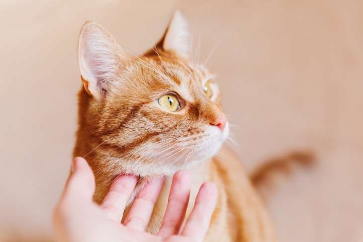 MeowTalk masih dalam tahap pengembangan. (Foto: 123RF/Konstantin)