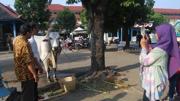 Sapi Kurban Presiden Jokowi Jadi Incaran Swafoto Warga
