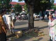 Sapi Kurban Presiden Jokowi Jadi Incaran Swafoto Warga