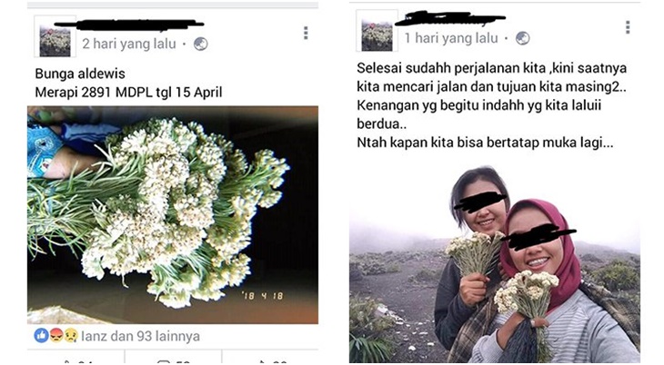 Bunga yang dipetik oleh oknum pendaki (Sumber: Ist)