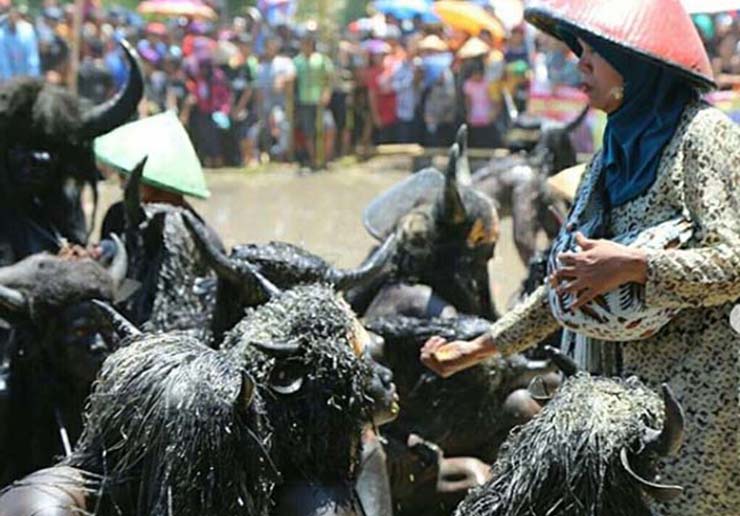 Kebo-keboan, Tradisi Unik Khas Banyuwangi Agar Panen Sukses