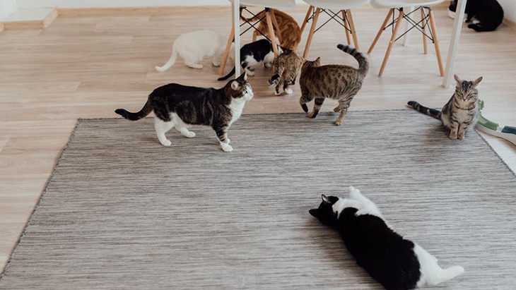 Pilihan Mainan untuk Temani Kucing Kesayangan