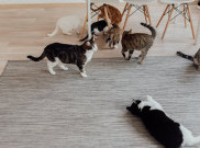 Pilihan Mainan untuk Temani Kucing Kesayangan