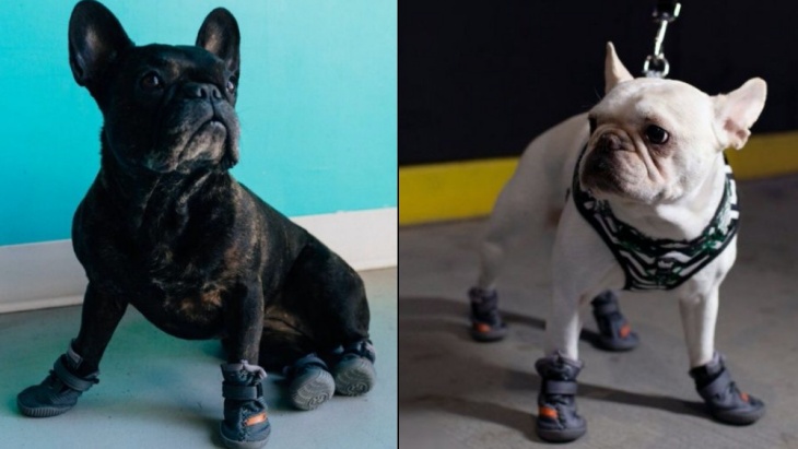 Ini Sepatu yang Paling Cocok Untuk Anjing Peliharaan Para Hypebeast! 