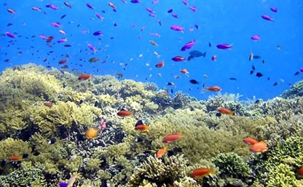 bunaken