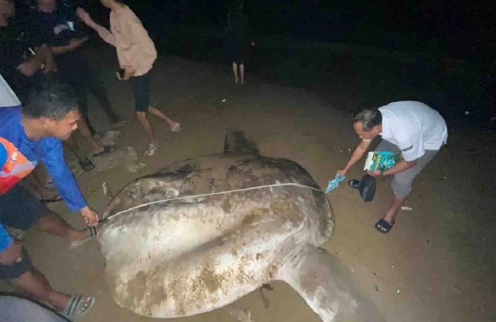 Ikan Langka Mola-Mola 3,5 Meter Ditemukan Mati Terdampar di Pantai Gorontalo