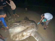 Ikan Langka Mola-Mola 3,5 Meter Ditemukan Mati Terdampar di Pantai Gorontalo