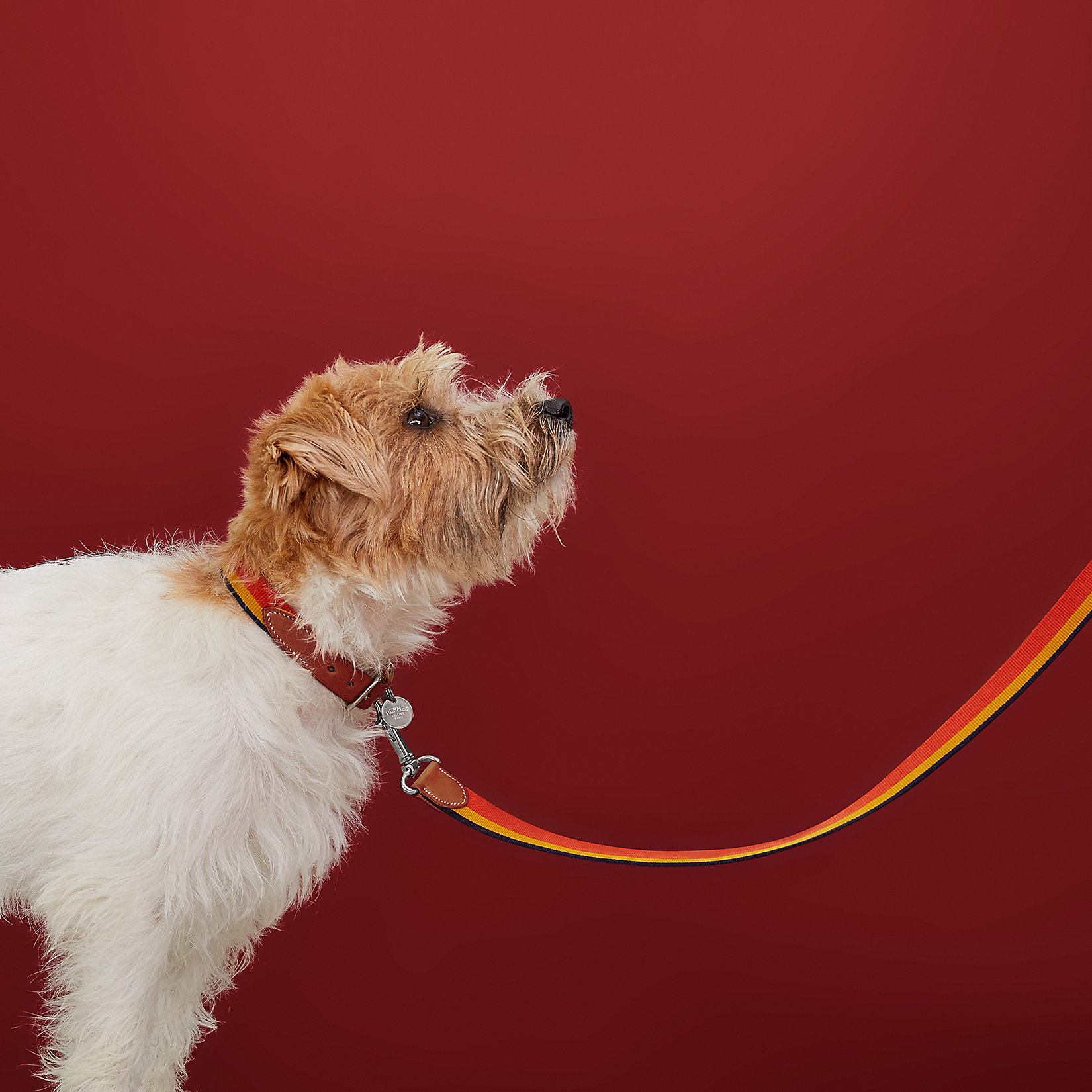 Hermes Rocabar leash. (Foto Hermes)