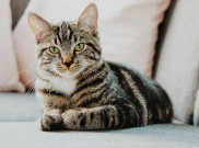 Jangan Cukur Kumis Kucing Kamu, Bahaya