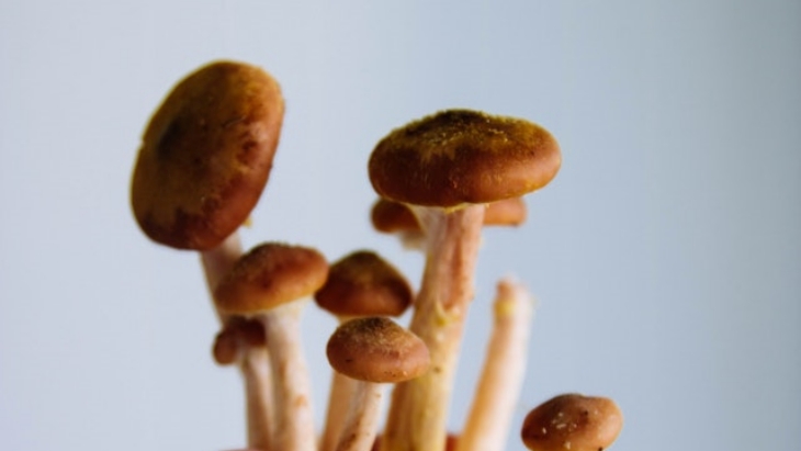 Jamur ajaib memiliki senyawa psilocybin yang ternyata lebih ampuh mengobati depresi dibandingkan obat antidepresan tradisional. (Foto: Pexels/@Kristina Paukshtite)