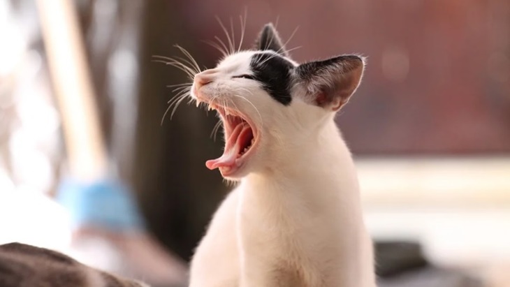 Ketahui Gejala Rabies pada Kucing