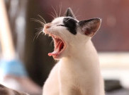 Ketahui Gejala Rabies pada Kucing