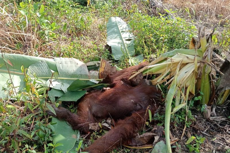 Orangutan Dewasa Ditemukan Tewas dengan Luka di Punggung
