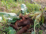 Orangutan Dewasa Ditemukan Tewas dengan Luka di Punggung