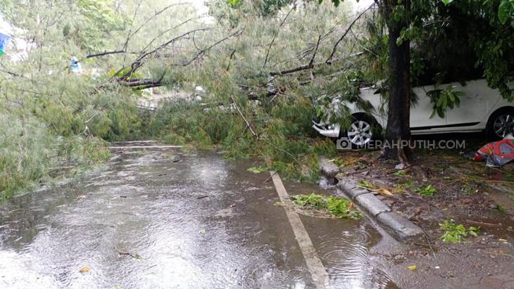 Mobil parkir di Jalan Bhayangkara tertimpa pohon cemara di Solo, Jawa Tengah, Kamis. (16/4). (MP/Ismail)