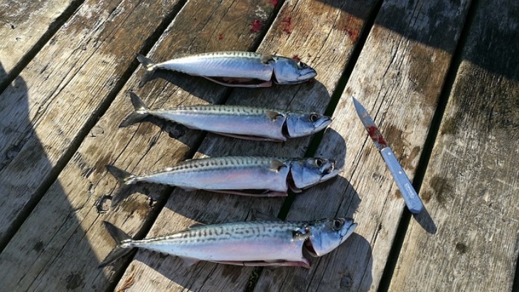 Bukan Cuma Salmon, Ikan Kembung Juga Kaya Omega-3