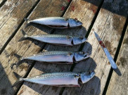 Bukan Cuma Salmon, Ikan Kembung Juga Kaya Omega-3