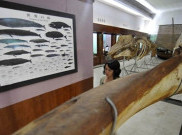 Museum Siwalima Pikat Pengunjung dengan Kreativitas Tradisional