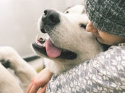 5 Hal Tentang Kehidupan yang Dapat Kamu Pelajari dari Seekor Anjing
