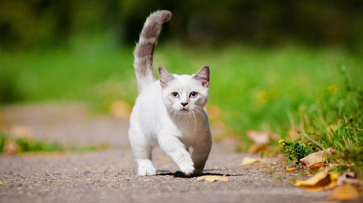 kucing