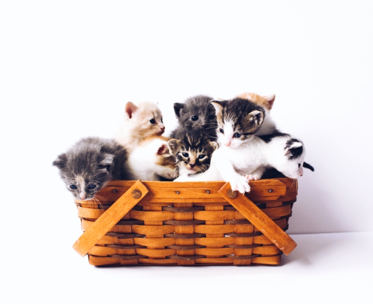 Akan lebih baik, anjinng dipertemukan sejak kucing baru lahir. (Foto: Unsplaash/The Lucky Neko)