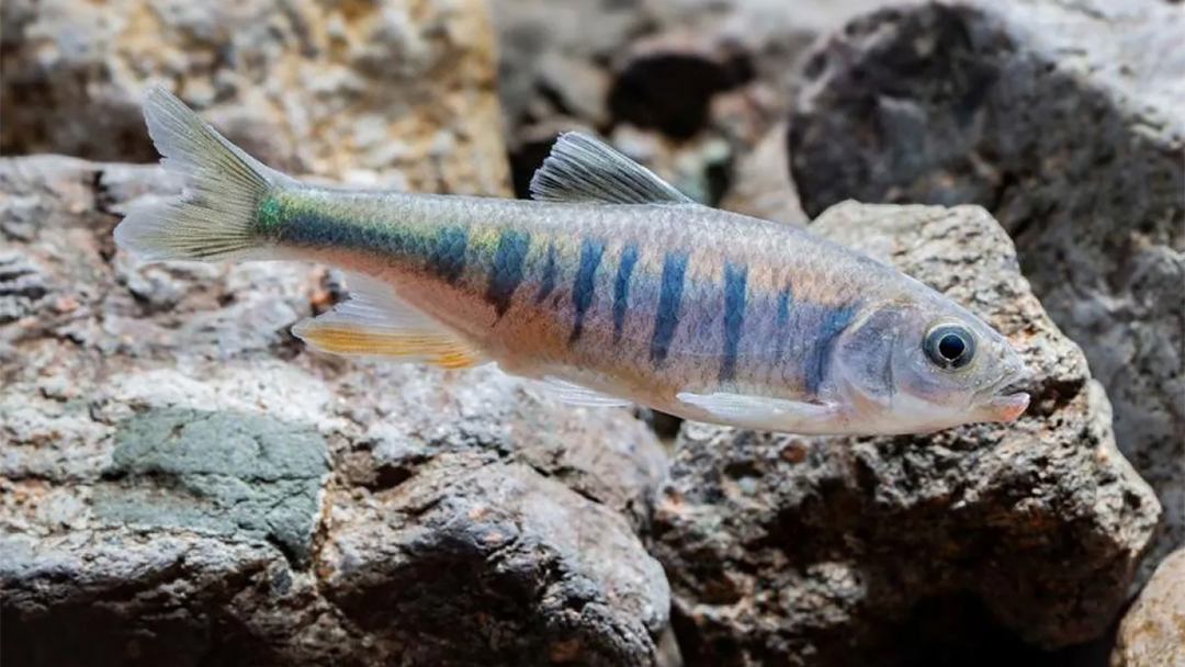 Peneliti Temukan Spesies Baru Ikan Siprinid di China Selatan
