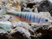 Peneliti Temukan Spesies Baru Ikan Siprinid di China Selatan