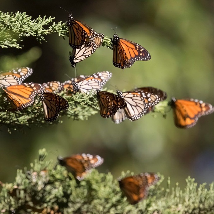  Kupu-kupu di Taman Monarch Buterfly. (Foto: instagram.com/dylanepsteinphoto)