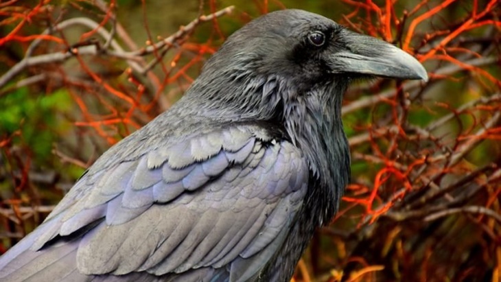 Startup Asal Swedia Berdayakan Burung Gagak untuk Memungut Sampah