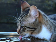 Mengapa Kucing Minum Banyak Air?