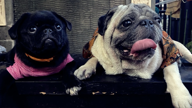 4 Ras Anjing Paling Malas yang Cocok TInggal di Apartemen
