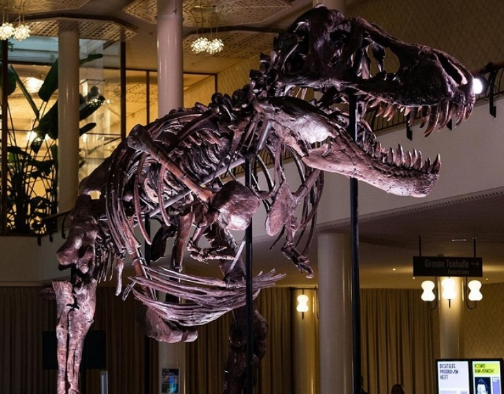 Kerangka T-rex Laku Dilelang Seharga Rp 79 Miliar