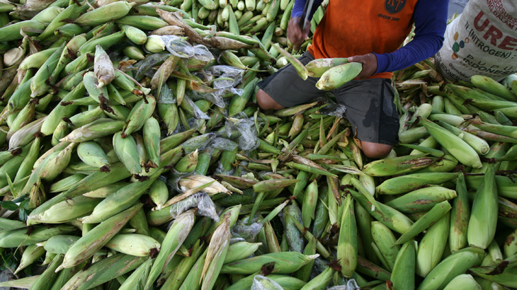 Pemerintah Tetapkan Tanah Laut Lumbung Jagung Nasional