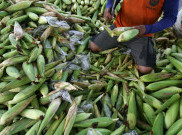 Kelompok Tani Panen Jagung 400 Ton