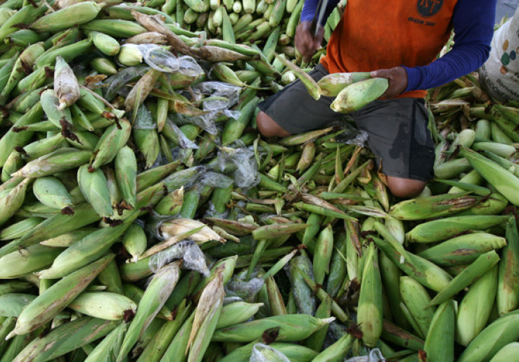 Kelompok Tani Panen Jagung 400 Ton