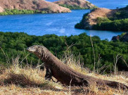 Ini Solusi untuk Kebijakan Penutupan TN Komodo