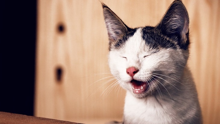 Respons Kucing Rindu Pemiliknya