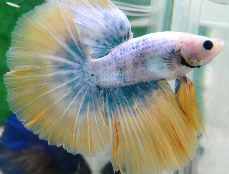 Ikan Cupang Indonesia Diminati Kolektor Luar Negeri