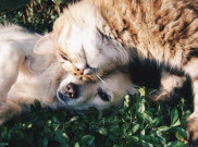 Stop Beri Makanan Sisa pada Anjing dan Kucing Peliharaan