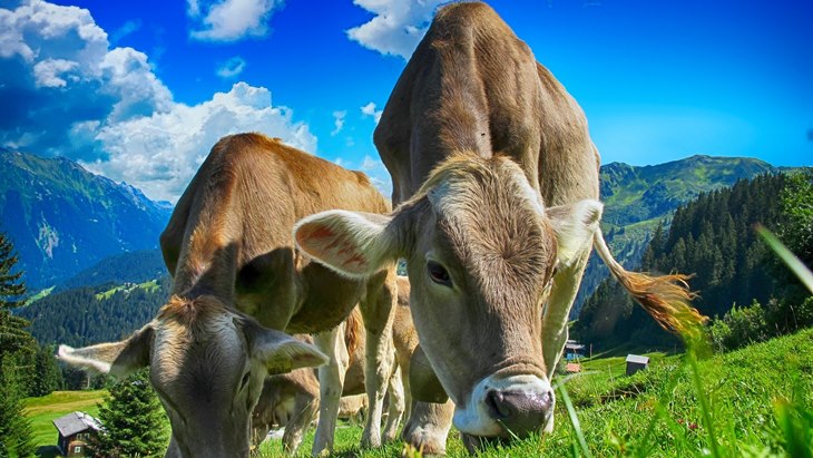 Dianggap Suci, Urin Sapi Dipercaya dapat Menangkal COVID-19 di India