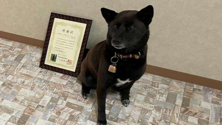 Anjing Pahlawan ini Selamatkan Korban Serangan Jantung di Jepang