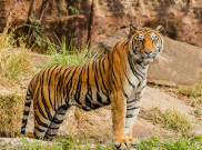 Pekebun Kopi di kawasan Taman Nasional Bukit Barisan Selatan Tewas Diduga Diserang Harimau
