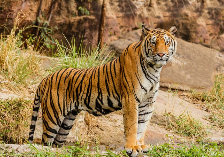 Harimau di Medan Zoo Tidak Bisa Berkembang Biak