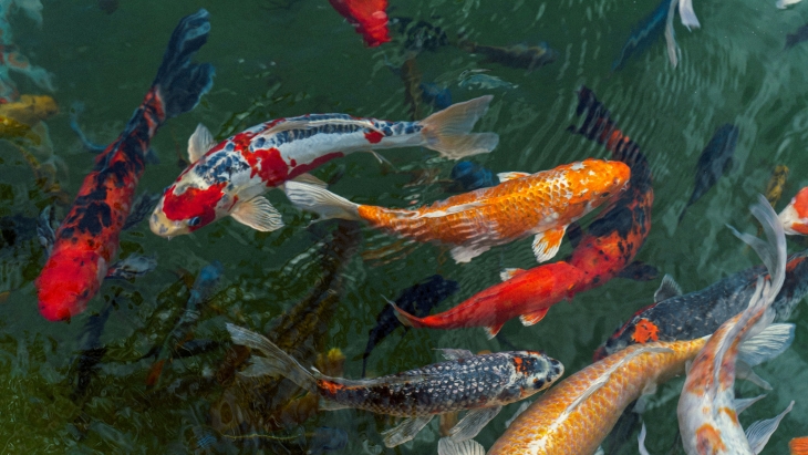 Rahasia Memperpanjang Umur Ikan Koi